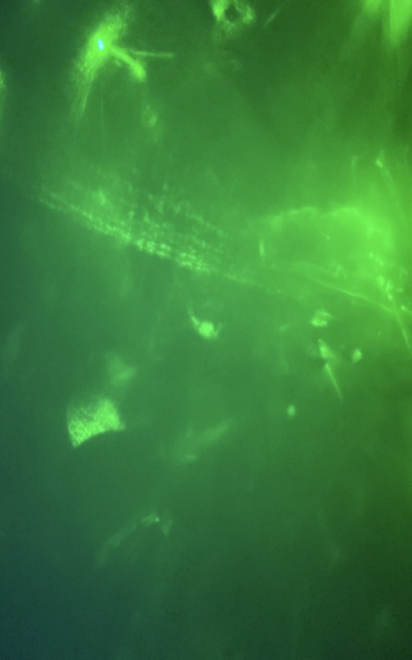 AURALIMA